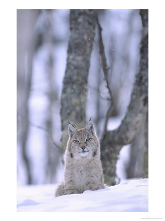 European Lynx, Youngster Lying On Snow In Birch Forest, Norway by Mark Hamblin Pricing Limited Edition Print image