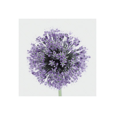 Purple Allium by Evan Sklar Pricing Limited Edition Print image
