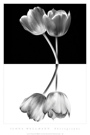 Black And White by Ilona Wellmann Pricing Limited Edition Print image