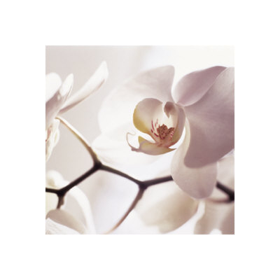 Architectural Orchids by Francine Zaslow Pricing Limited Edition Print image