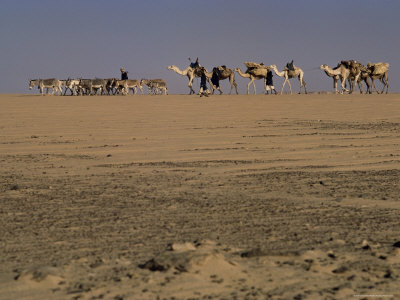 Tuaregs, Azaoua, Niger, Africa by Jon Hart Gardey Pricing Limited Edition Print image