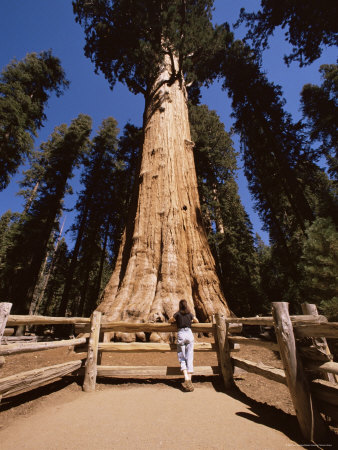 General Sherman Tree, Sequoia National Park, California, Usa by Jon Hart Gardey Pricing Limited Edition Print image