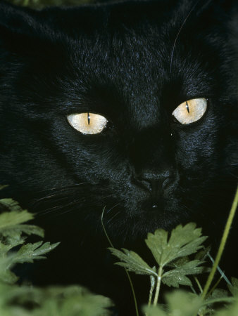 Domestic Cat, With Pupils Closed In Bright Light by Jane Burton Pricing Limited Edition Print image