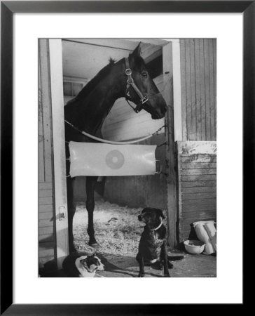 Horse Of The Year, Kelso, Standing In His Stall by George Silk Pricing Limited Edition Print image