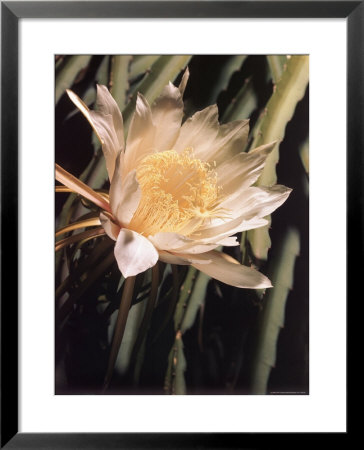 Hawaiian Flora: Night Blooming Cereus by Eliot Elisofon Pricing Limited Edition Print image