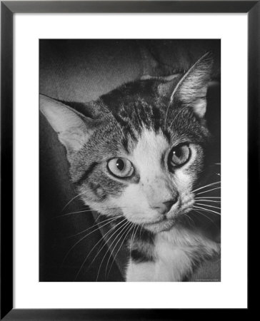 Cat Being Used By Scientists Conducting Psychology Testing At Brooklyn College by Nina Leen Pricing Limited Edition Print image