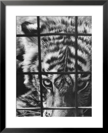 Caged White Tiger by Larry Burrows Pricing Limited Edition Print image