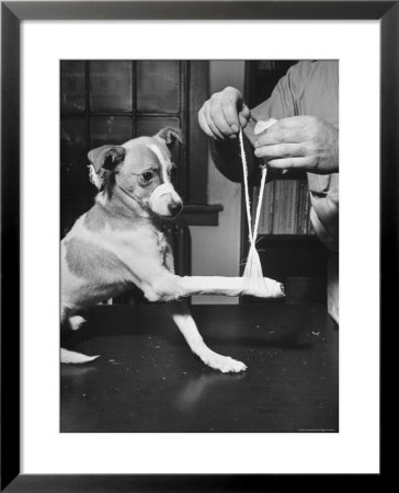Man Demonstrating Proper Way To Put Splint On Dog In Event Of First Aid Being Required by John Phillips Pricing Limited Edition Print image
