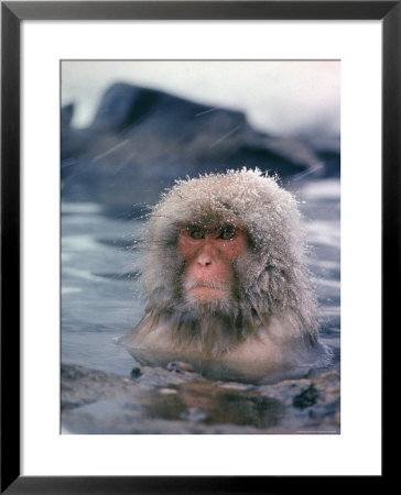 Japanese Macaque, Snow Monkey Sitting In Waters Of Hot Spring In Shiga Mountains During A Snowfall by Co Rentmeester Pricing Limited Edition Print image