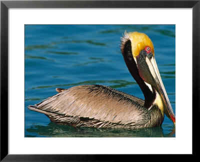 Male Brown Pelican In Breeding Plumage, West Coast Of Mexico by Charles Sleicher Pricing Limited Edition Print image