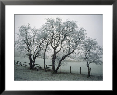 Frost On Trees On Farmland In Winter by Hodson Jonathan Pricing Limited Edition Print image
