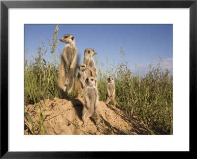Group Of Meerkats, Kalahari Meerkat Project, Van Zylsrus, Northern Cape, South Africa by Toon Ann & Steve Pricing Limited Edition Print image