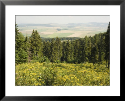Hiking Area, Alpine Meadow Summer Flowers, Slovensky Raj, Paradise National Park, Slovakia by Christian Kober Pricing Limited Edition Print image