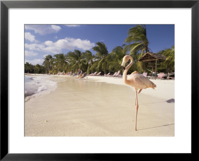 Flamingo, Sonesta Island, Aruba, West Indies, Dutch Caribbean, Central America by Sergio Pitamitz Pricing Limited Edition Print image
