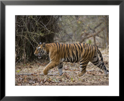 Female Indian Tiger, Bandhavgarh National Park, Madhya Pradesh State, India by Thorsten Milse Pricing Limited Edition Print image