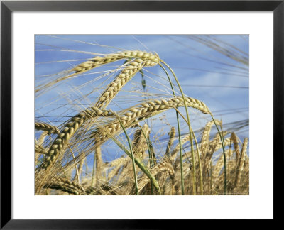Wheat Husks Ready For Harvest, St. Austell, Cornwall, England, United Kingdom by Dominic Harcourt-Webster Pricing Limited Edition Print image