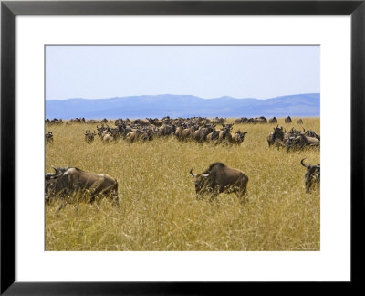 Wildebeest In The Maasai Mara, Kenya by Joe Restuccia Iii Pricing Limited Edition Print image