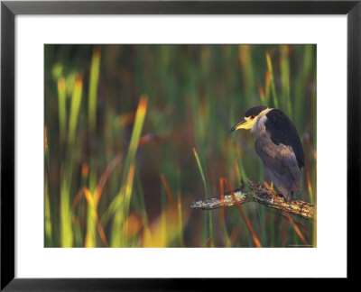 Black-Crowned Night Heron Perched On Tree Limb Among Reeds, Shark Valley, Everglades National Park by Arthur Morris Pricing Limited Edition Print image