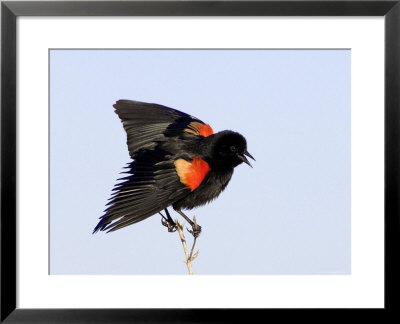 Red-Winged Blackbird Clings To Branch At Sunrise, Merritt Island, Florida, Usa by Jim Zuckerman Pricing Limited Edition Print image