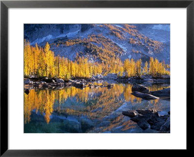 Golden Larch Trees Reflected In Leprechaun Lake, Enchantment Lakes, Alpine Lakes Wilderness by Jamie & Judy Wild Pricing Limited Edition Print image