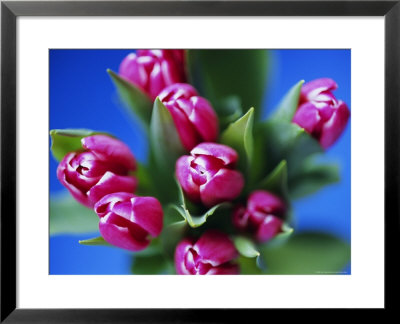 Bunch Of Pink Tulips by David Tipling Pricing Limited Edition Print image