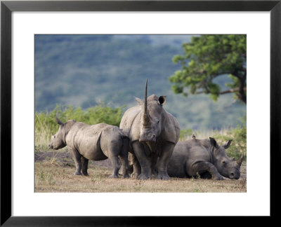 White Rhinoceros (Ceratotherium Simum), Hluhluwe Umfolozi Park, Kwazulu Natal, South Africa, Africa by Ann & Steve Toon Pricing Limited Edition Print image