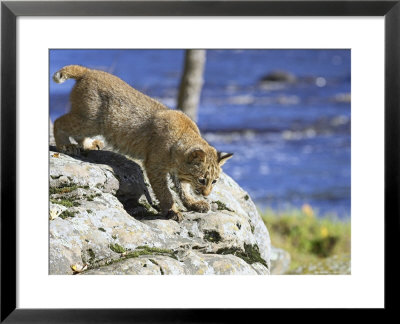 Young Bobcat (Lynx Rufus) In Captivity, Minnesota Wildlife Connection, Sandstone, Minnesota, Usa by James Hager Pricing Limited Edition Print image