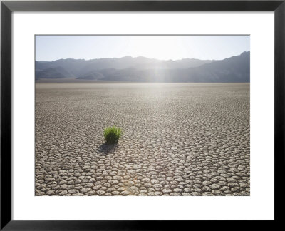 Grass In Dried Earth, Racetrack Point, Death Valley National Park, California, Usa by Angelo Cavalli Pricing Limited Edition Print image
