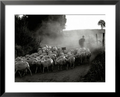 The Shepherd by Monika Brand Pricing Limited Edition Print image
