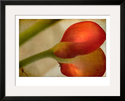 Study Of Red Flower by Mia Friedrich Pricing Limited Edition Print image