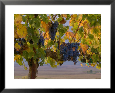 Red Wine Grapes Hanging, Yakima, Washington by Janis Miglavs Pricing Limited Edition Print image