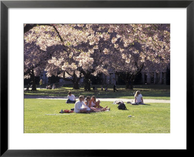 Cherry Blossoms And Trees In The Quad, University Of Washington, Seattle, Washington, Usa by Connie Ricca Pricing Limited Edition Print image