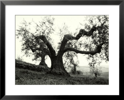 Large Olive Tree In The Tuscan Hills by Vincenzo Balocchi Pricing Limited Edition Print image