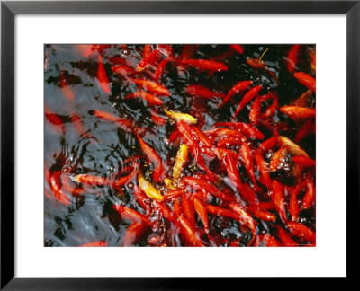 Goldfish In A Pond At Biyun Si, Fragrant Hills Park, Beijing, China by Krzysztof Dydynski Pricing Limited Edition Print image