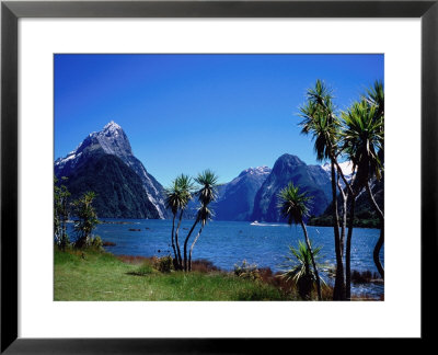 Cabbage Trees At Milford Sound With Mitre Peak In Background At Left by Holger Leue Pricing Limited Edition Print image