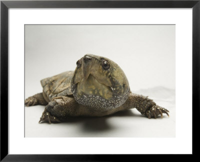 Big-Headed Turtle From Asia At The Sedgwick County Zoo, Kansas by Joel Sartore Pricing Limited Edition Print image