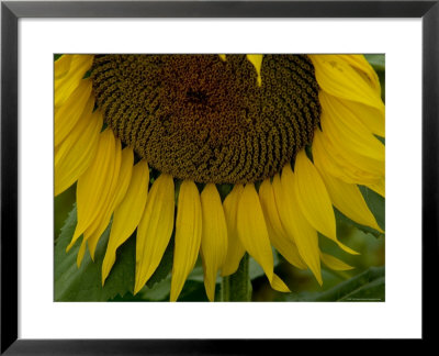 Close View Of A Sunflower In Tuscany, Italy by Todd Gipstein Pricing Limited Edition Print image