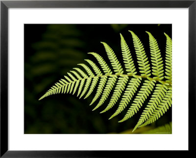 Detail Of Asian Rain Forest Ferns, Singapore by Tim Laman Pricing Limited Edition Print image