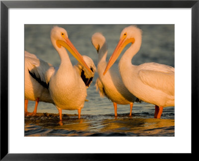 Group Of American White Pelicans by Tim Laman Pricing Limited Edition Print image