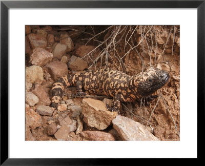 Gila Monster, Heloderma Suspectum, Out On An Evening Forage by George Grall Pricing Limited Edition Print image