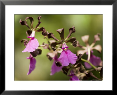 Hoosier Orchid At The Atlanta Botanical Garden by Joel Sartore Pricing Limited Edition Print image