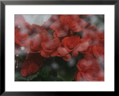Norway, Red Flower On Window by Brimberg & Coulson Pricing Limited Edition Print image