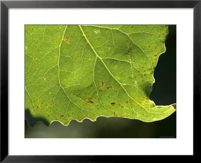 Leaf From A Cottonwood Tree, Lincoln, Nebraska by Joel Sartore Pricing Limited Edition Print image