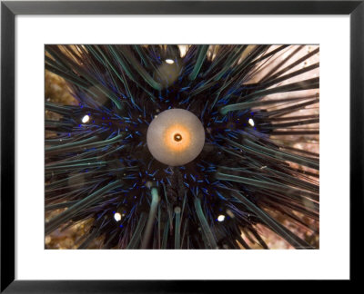 Very Spiny Diadema Type Sea Urchin, Malapascua Island, Philippines by Tim Laman Pricing Limited Edition Print image