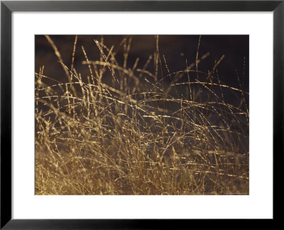 Wild Native Grasses Backlit At Dawn Appear Delicate And Fragile, Australia by Jason Edwards Pricing Limited Edition Print image