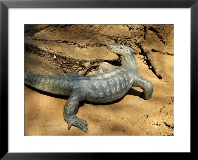 Monitor Lizard At Saint Louis Zoo by David Edwards Pricing Limited Edition Print image