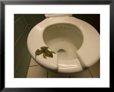 Road-Killed Leopard Frog, Placed On A Toilet Seat by Joel Sartore Pricing Limited Edition Print image