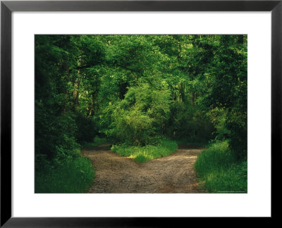 Diverging Trails In A Woodland by Raymond Gehman Pricing Limited Edition Print image