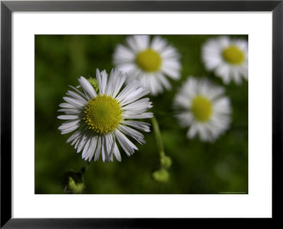 Daisy Fleabane, A Wildflower Of The Blue Ridge Mountains by White & Petteway Pricing Limited Edition Print image