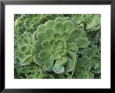 Patterns Formed By Rosettes Of Echeveria Succulent Plants by Todd Gipstein Pricing Limited Edition Print image